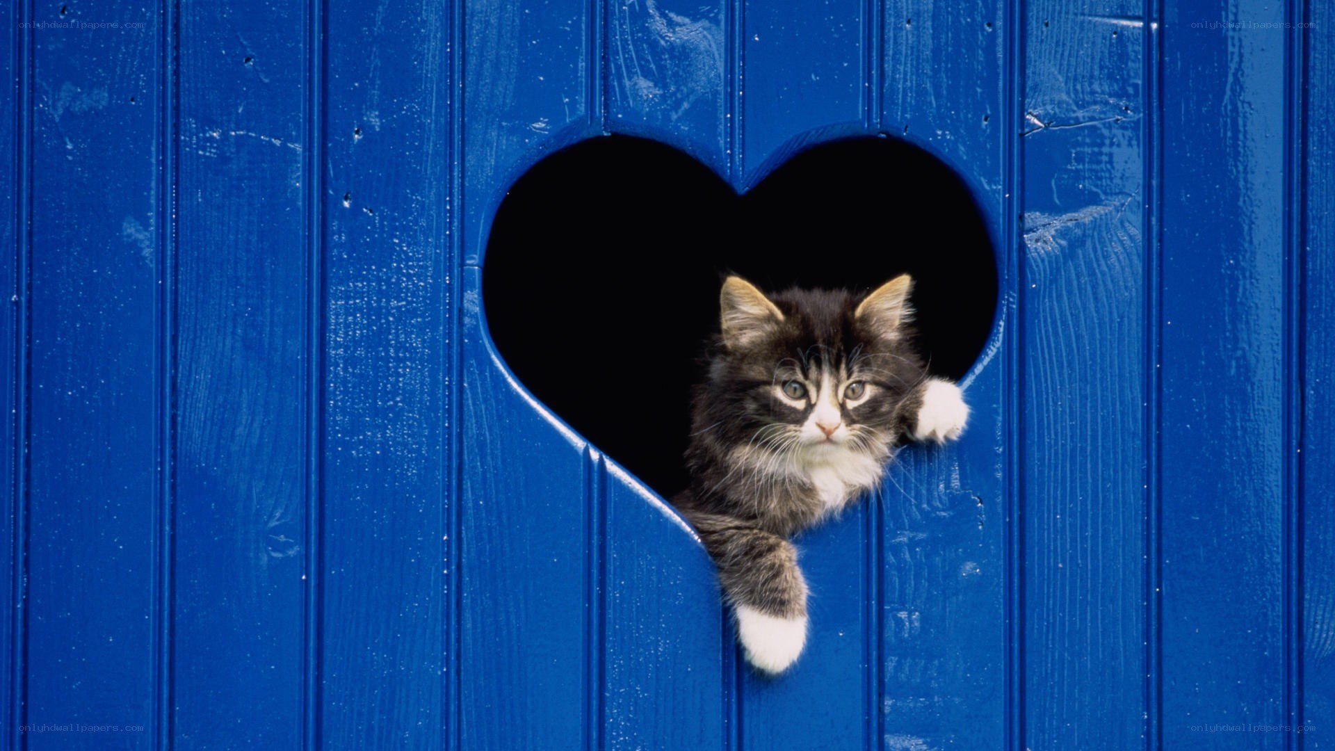 kitten in heart-shaped hole