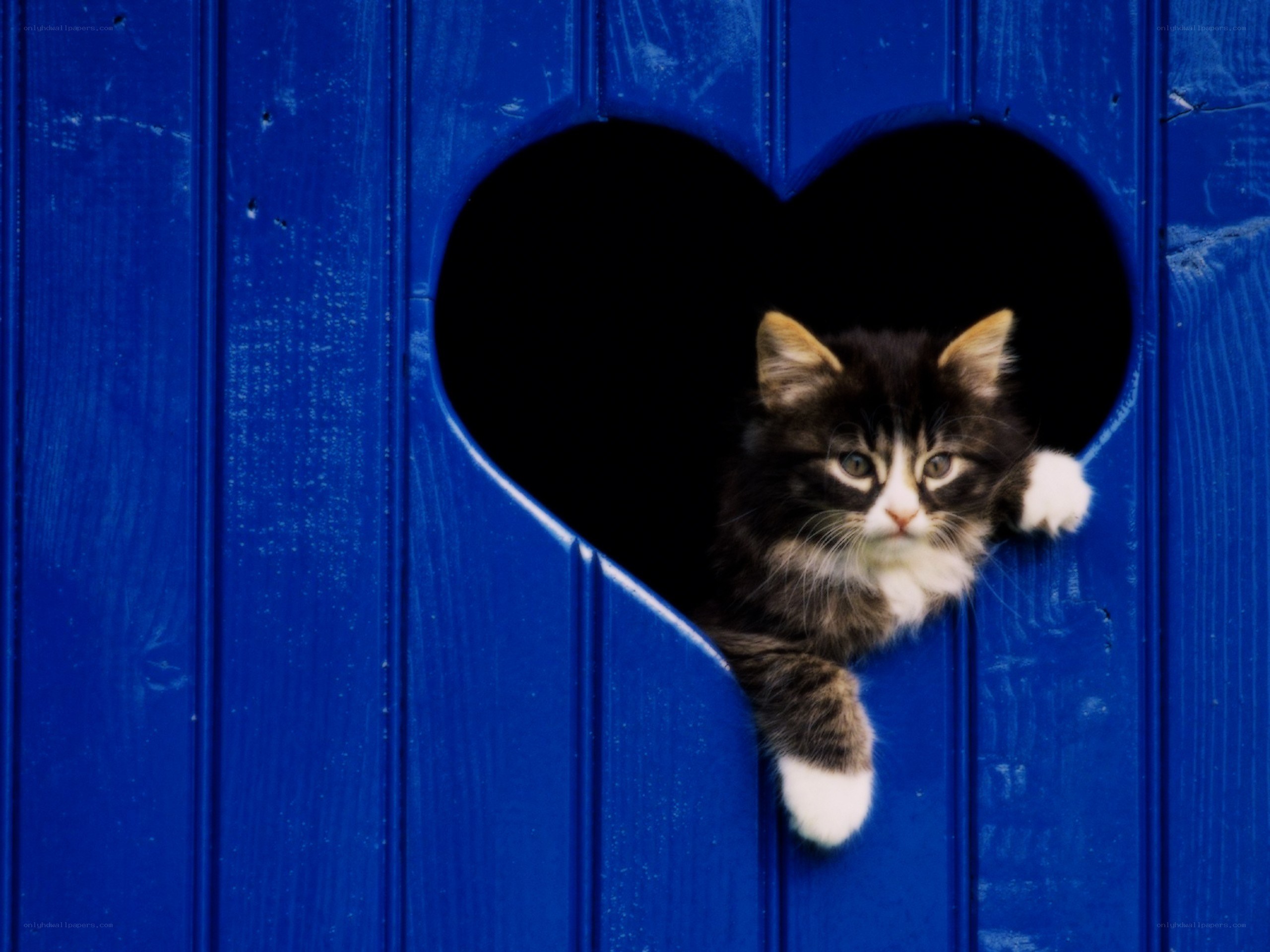 kitten in heart-shaped hole