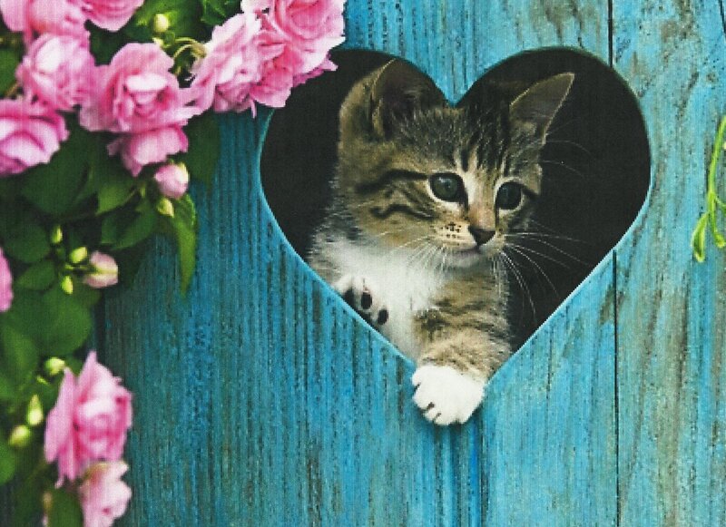 Kitten in Heart-shaped Hole — Blue, Calm