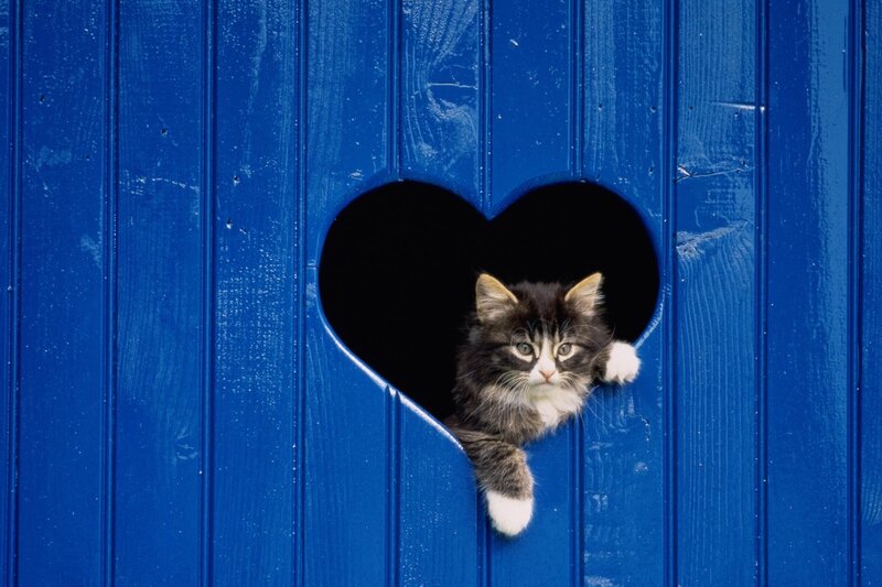 Kitten in Heart-shaped Hole — Blue, Curious, Photograph, Blue Door