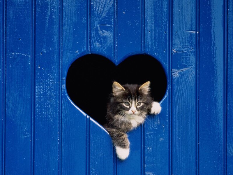 Kitten in Heart-shaped Hole — Blue, Curious