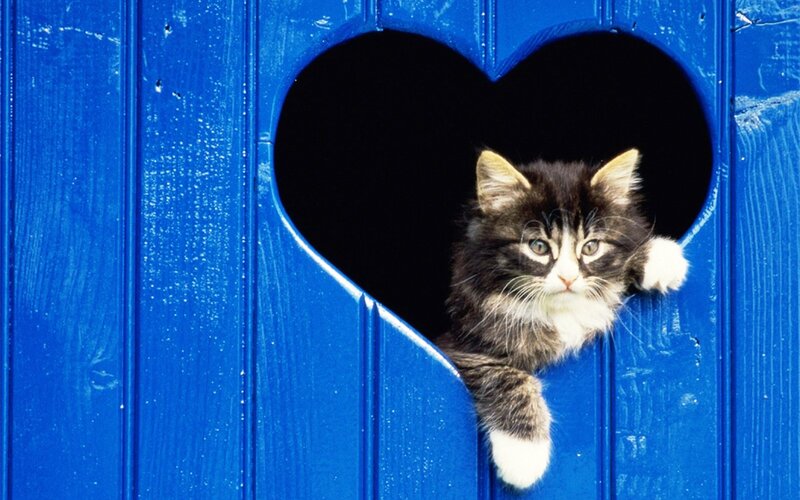 Kitten in Heart-shaped Hole — Blue