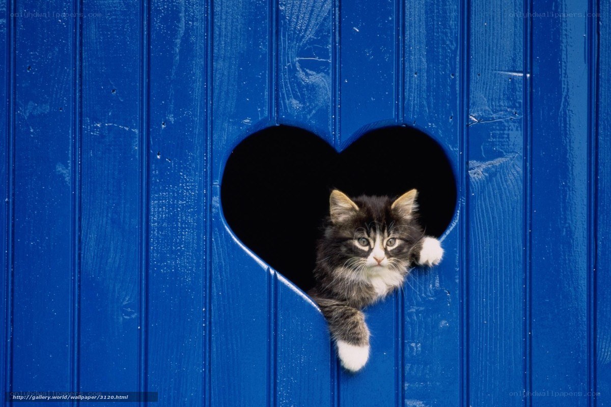 kitten in heart-shaped hole