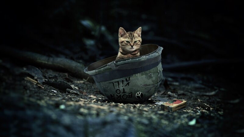 Kitten in Helmet