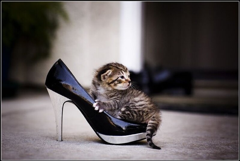 Kitten in High Heel