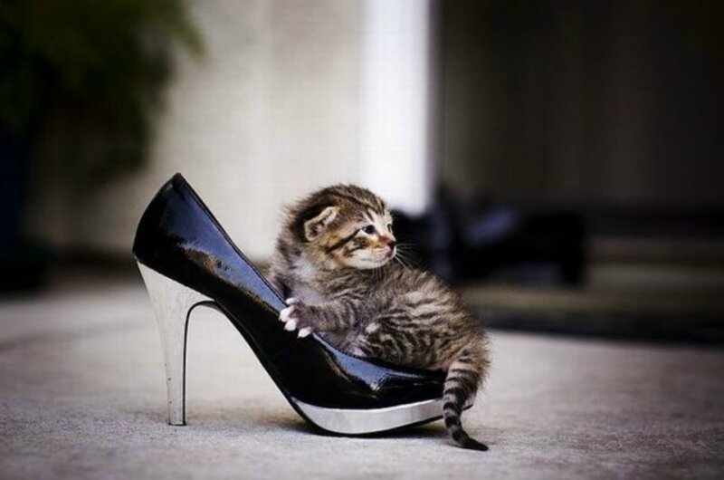Kitten in High-heeled Shoe
