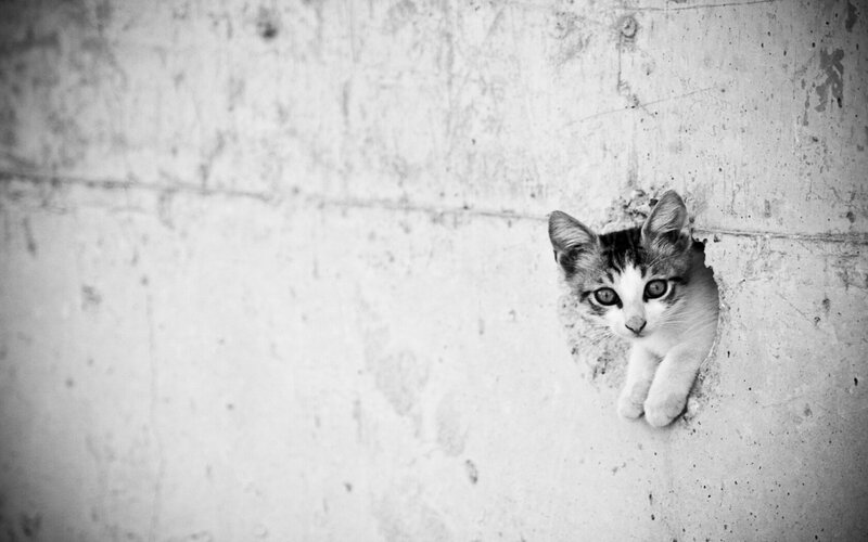 Kitten in Hole — Black