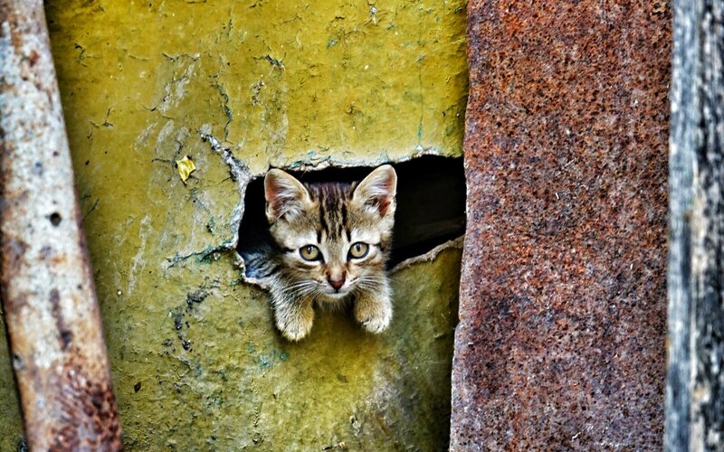 Kitten in Hole