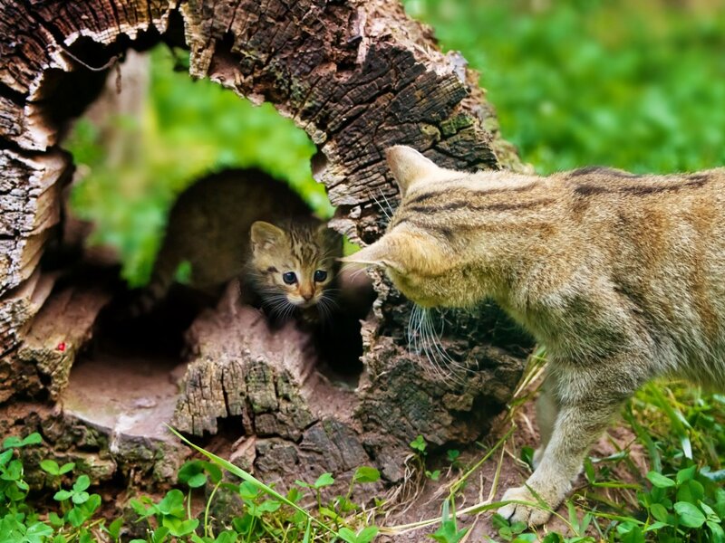 Kitten in Hollow Log — Brown, Curious