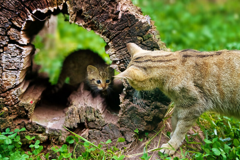 Kitten in Hollow Log — Brown