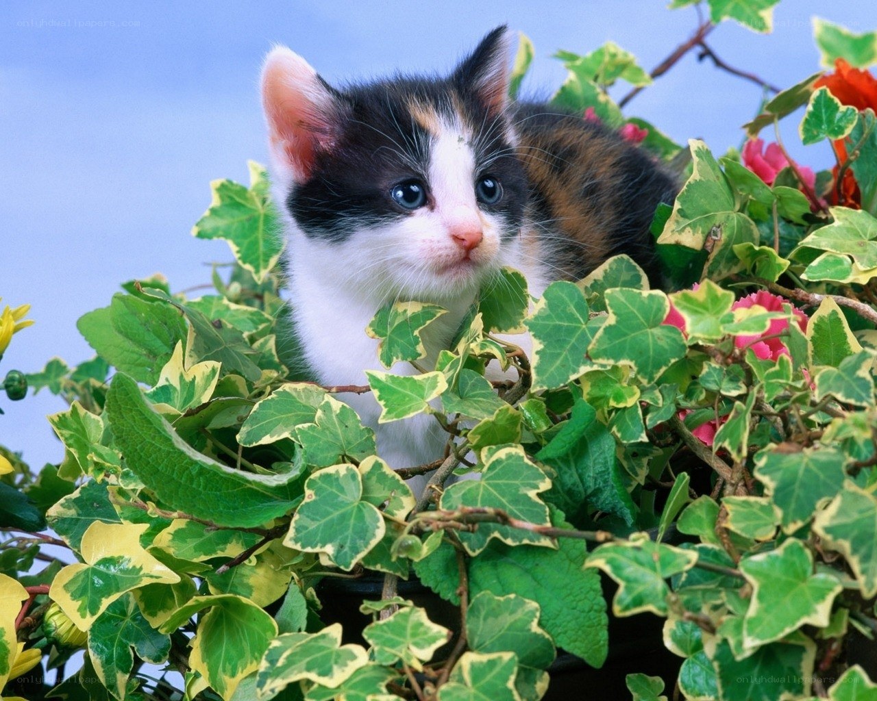 kitten in ivy plant