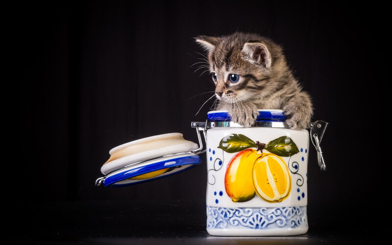 Kitten in Jar