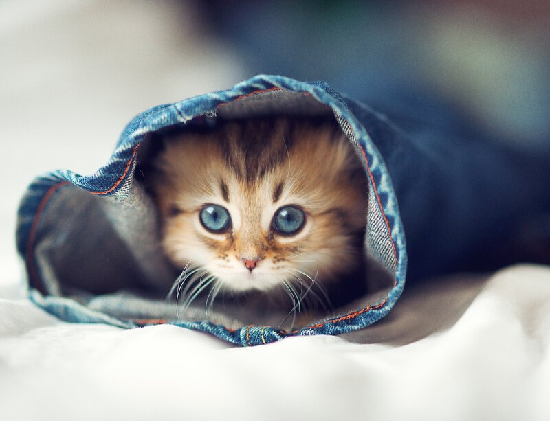 Kitten in Jeans — Blue, Curious