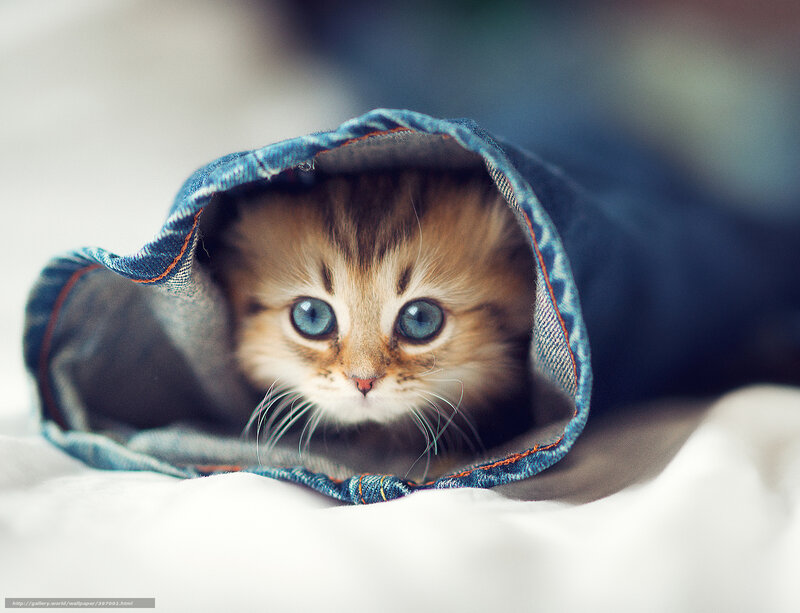Kitten in Jeans — Blue
