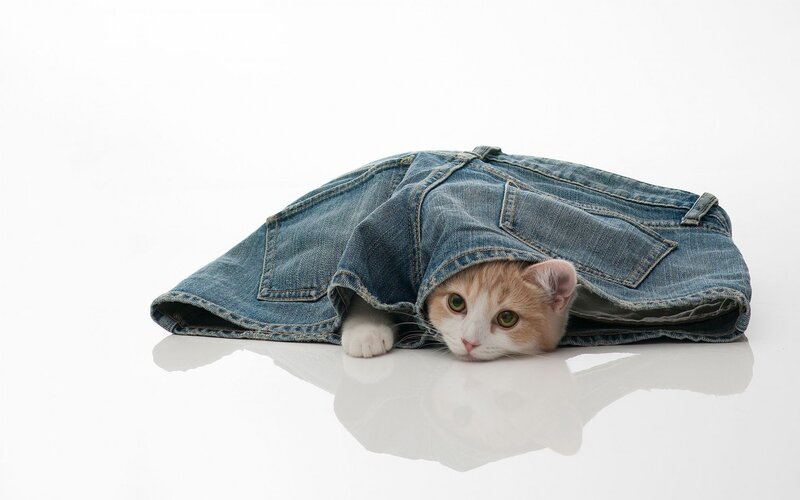 Kitten in Jeans — White