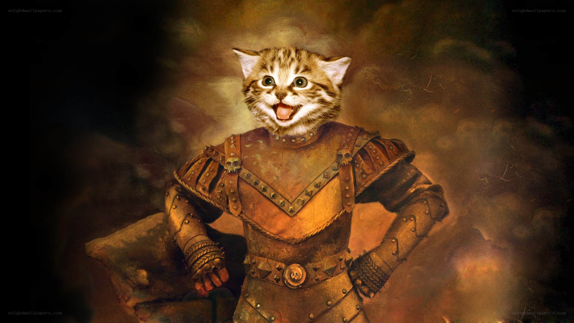 kitten in knight armor