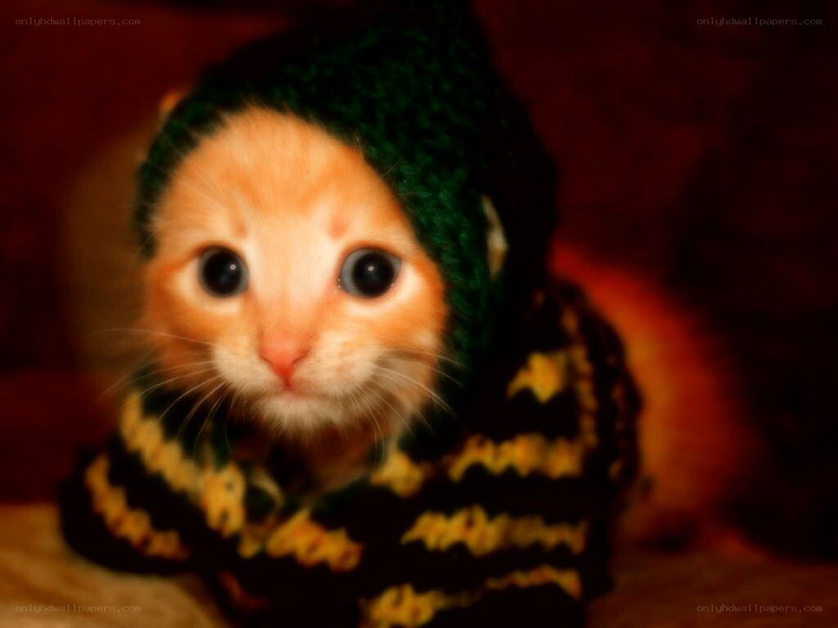 kitten in knitted hat