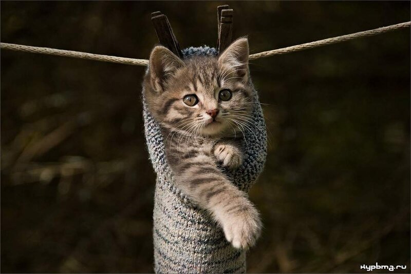 Kitten in Knitted Sweater