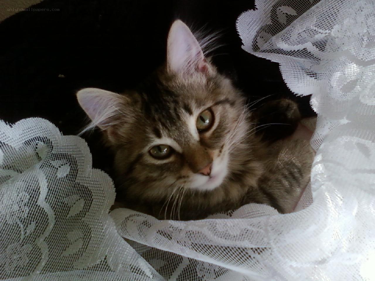 kitten in lace fabric