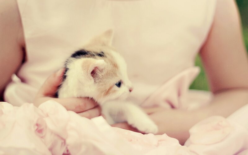 Kitten in Lap — Pink