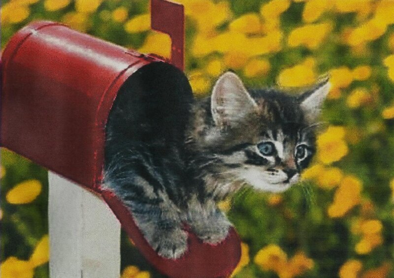 Kitten in Mailbox