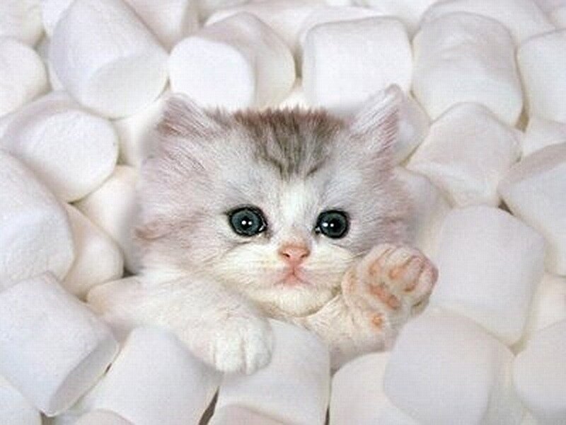 kitten in marshmallows