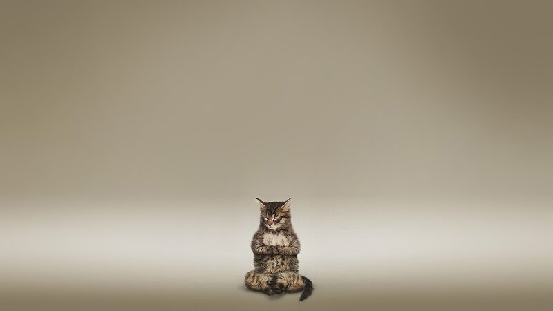Kitten in Meditation Pose — Beige