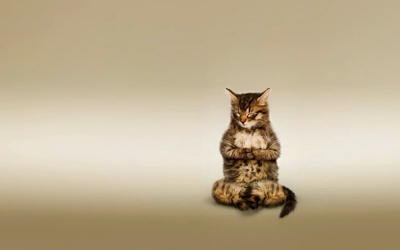 Kitten in Meditation Pose