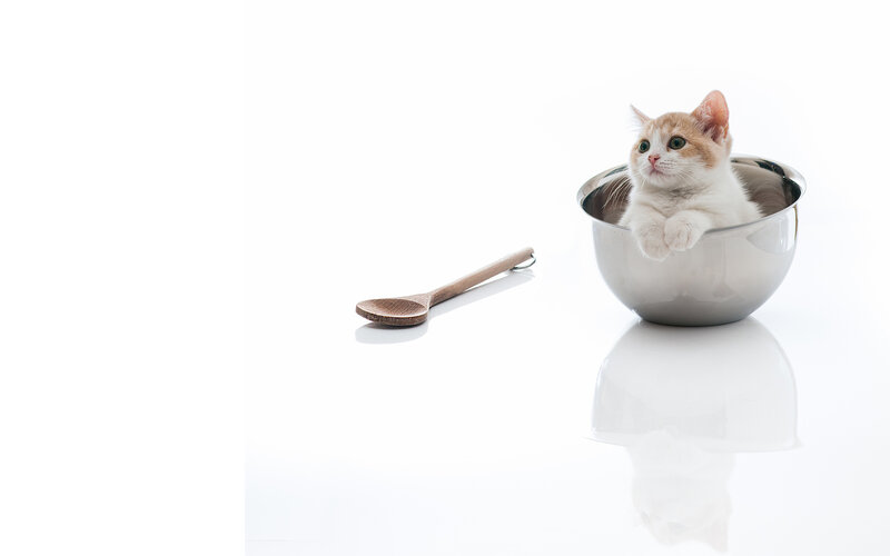 Kitten in Metal Bowl