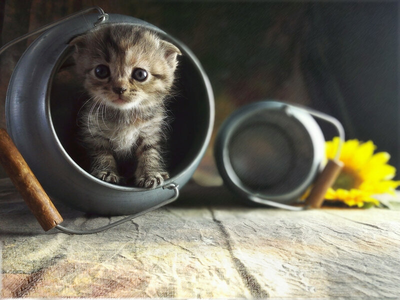 Kitten in Metal Bucket