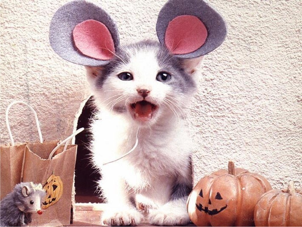 kitten in mouse ears costume