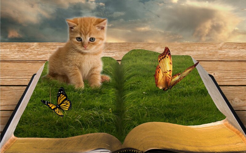 Kitten in Open Book — Green