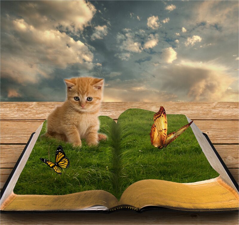 Kitten in Open Book
