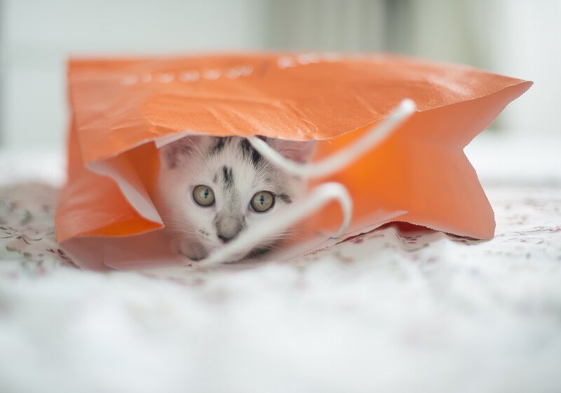 Kitten in Orange Bag