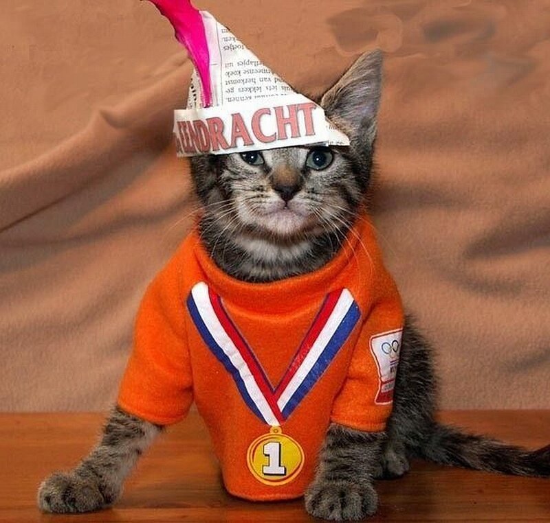 kitten in orange jersey
