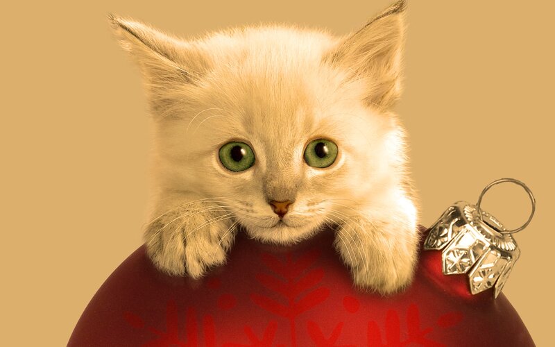 Kitten in Ornament