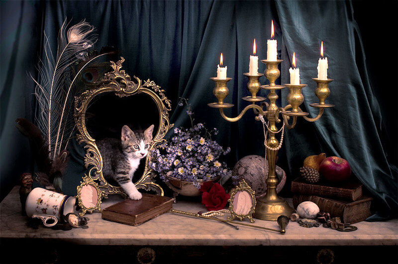 Kitten in Ornate Mirror