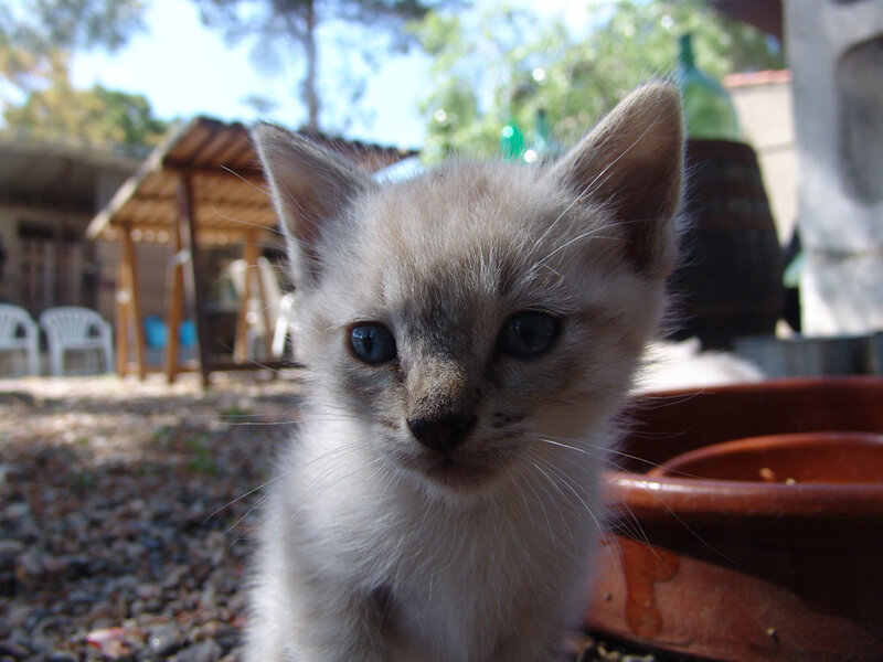 kitten in outdoor setting