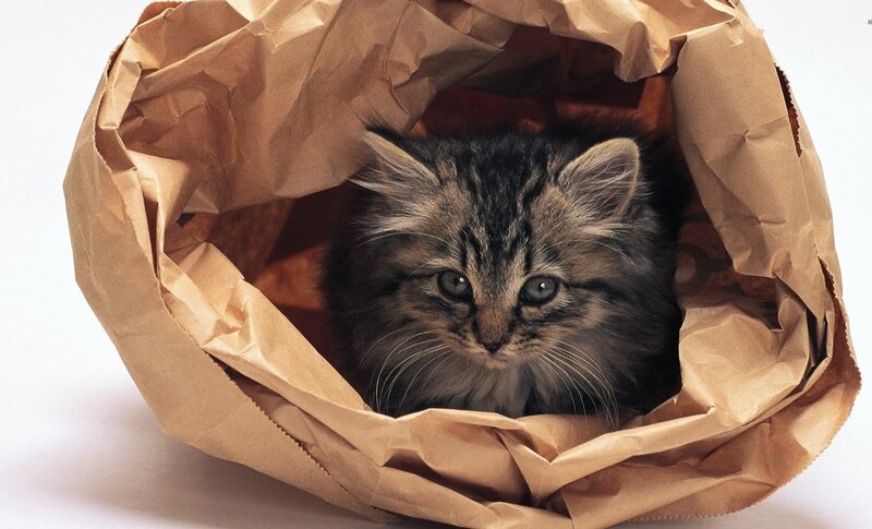 Kitten in Paper Bag — Brown