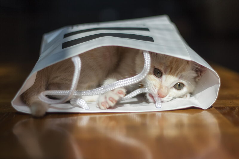 Kitten in Paper Bag — White