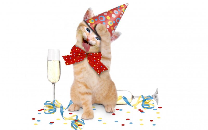Kitten in Party Hat