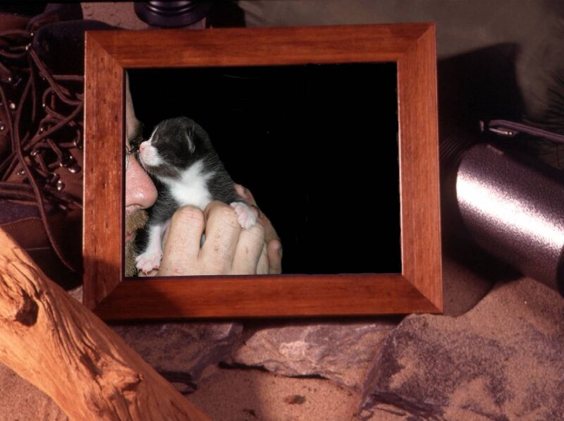 Kitten in Photo Frame