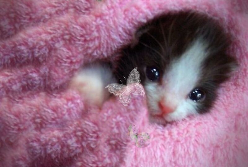 Kitten in Pink Blanket