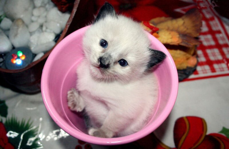 Kitten in Pink Bowl