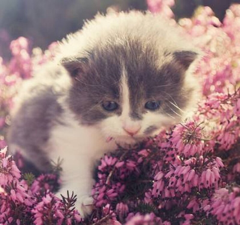 Kitten in Pink Flowers