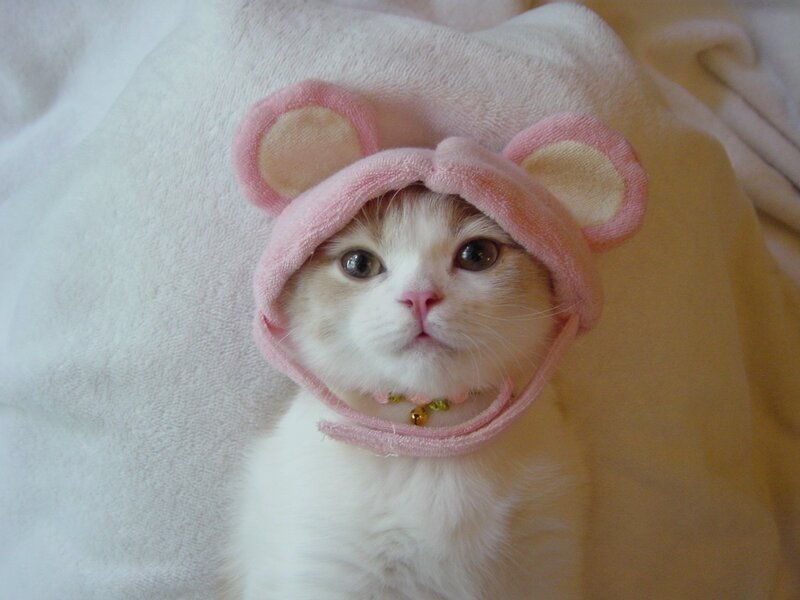Kitten in Pink Hat — White, Calm