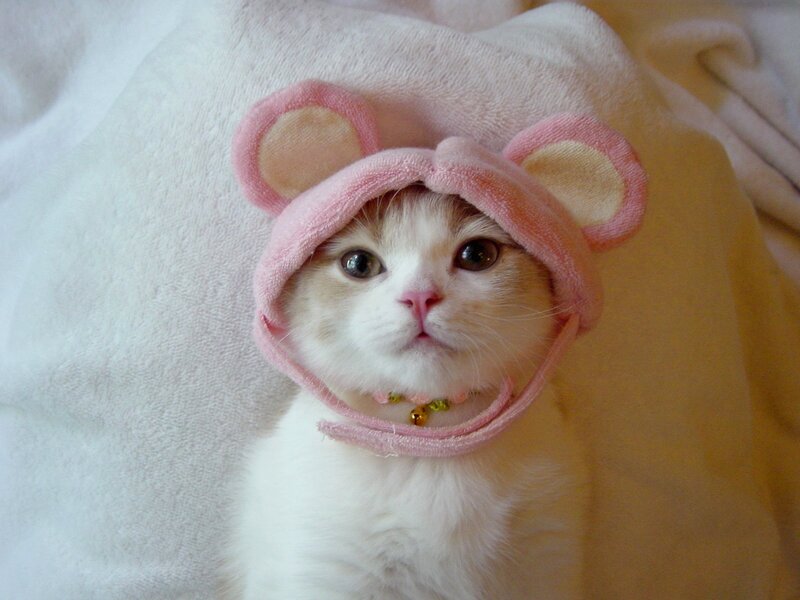 Kitten in Pink Hat — White