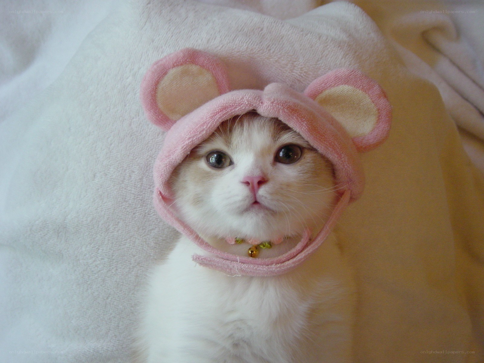 kitten in pink hat