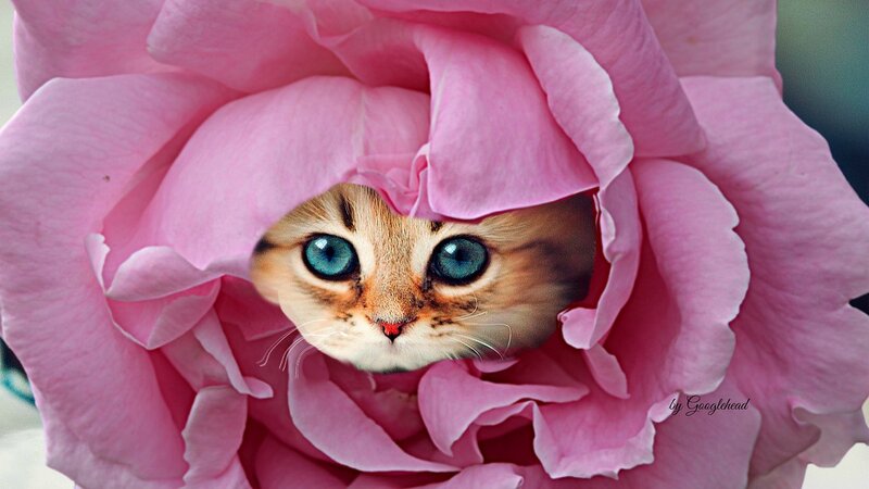 Kitten in Pink Rose