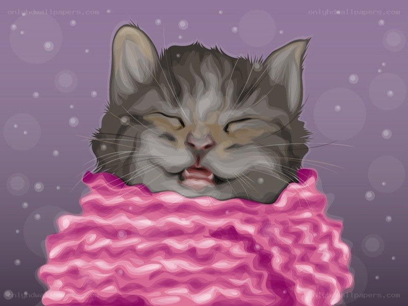 kitten in pink scarf